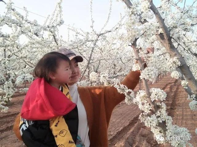 禹州朱阁:千亩油菜花海 争相怒放 禹州朱阁:千亩油菜花海 争相怒放