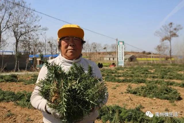 禹州朱阁:千亩油菜花海 争相怒放 禹州朱阁:千亩油菜花海 争相怒放