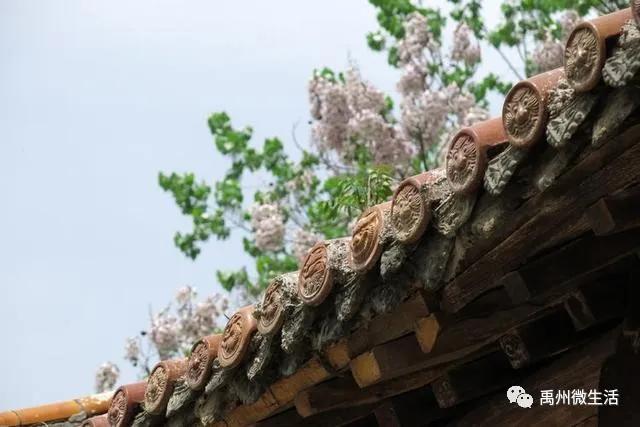 禹州朱阁:千亩油菜花海 争相怒放 禹州朱阁:千亩油菜花海 争相怒放