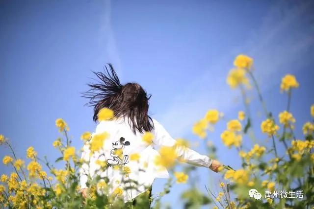 禹州朱阁:千亩油菜花海 争相怒放 禹州朱阁:千亩油菜花海 争相怒放