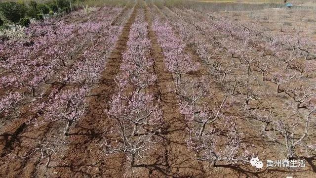 禹州朱阁:千亩油菜花海 争相怒放 禹州朱阁:千亩油菜花海 争相怒放