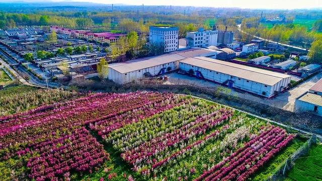 禹州颍川大厦:你镜头下的禹州春色! 禹州颍川大厦:你镜头下的禹州春色!
