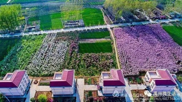 禹州市花石镇河东张庄村3月30举办第三届海棠赏花节 禹州市花石镇河东张庄村3月30举办第三届海棠赏花节