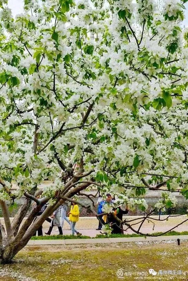 禹州市花石镇河东张庄村3月30举办第三届海棠赏花节 禹州市花石镇河东张庄村3月30举办第三届海棠赏花节