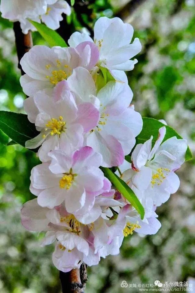 禹州市花石镇河东张庄村3月30举办第三届海棠赏花节 禹州市花石镇河东张庄村3月30举办第三届海棠赏花节