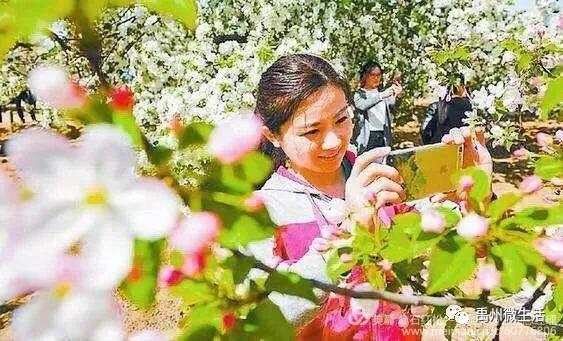 禹州市花石镇河东张庄村3月30举办第三届海棠赏花节 禹州市花石镇河东张庄村3月30举办第三届海棠赏花节