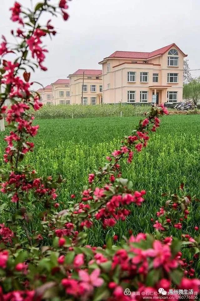 禹州市花石镇河东张庄村3月30举办第三届海棠赏花节 禹州市花石镇河东张庄村3月30举办第三届海棠赏花节