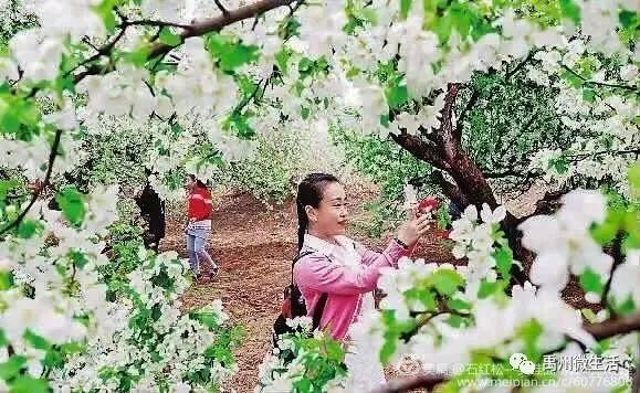 禹州市花石镇河东张庄村3月30举办第三届海棠赏花节 禹州市花石镇河东张庄村3月30举办第三届海棠赏花节