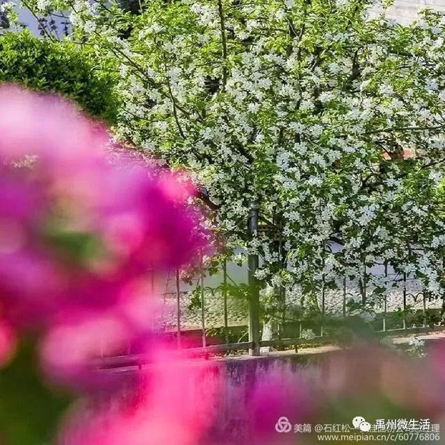 禹州市花石镇河东张庄村3月30举办第三届海棠赏花节 禹州市花石镇河东张庄村3月30举办第三届海棠赏花节