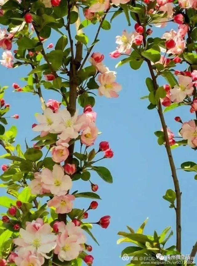 禹州市花石镇河东张庄村3月30举办第三届海棠赏花节 禹州市花石镇河东张庄村3月30举办第三届海棠赏花节