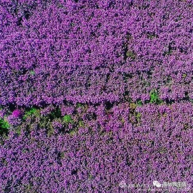 禹州市花石镇河东张庄村3月30举办第三届海棠赏花节 禹州市花石镇河东张庄村3月30举办第三届海棠赏花节