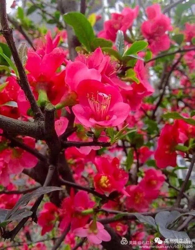 禹州市花石镇河东张庄村3月30举办第三届海棠赏花节 禹州市花石镇河东张庄村3月30举办第三届海棠赏花节
