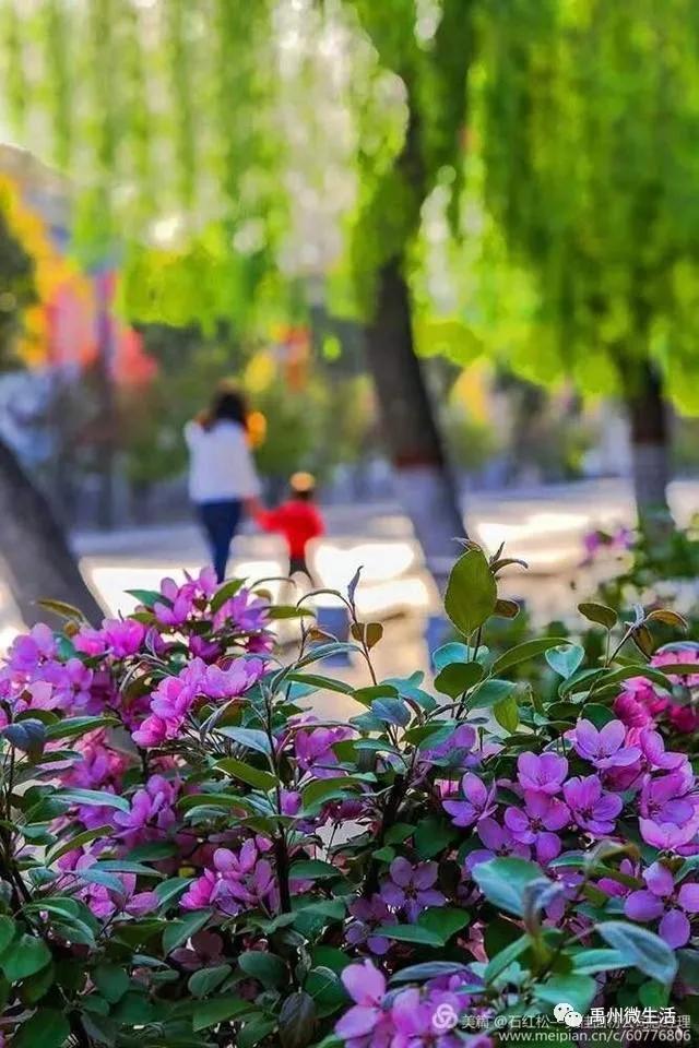 禹州市花石镇河东张庄村3月30举办第三届海棠赏花节 禹州市花石镇河东张庄村3月30举办第三届海棠赏花节