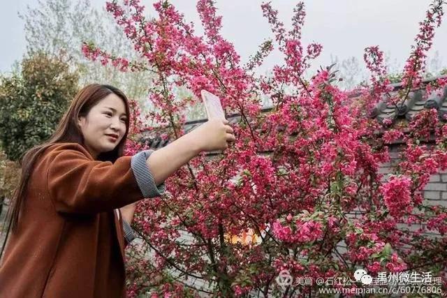 禹州市花石镇河东张庄村3月30举办第三届海棠赏花节 禹州市花石镇河东张庄村3月30举办第三届海棠赏花节