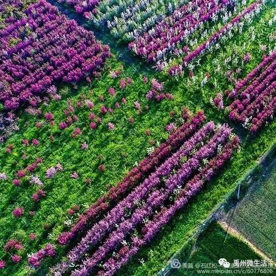 禹州市花石镇河东张庄村3月30举办第三届海棠赏花节 禹州市花石镇河东张庄村3月30举办第三届海棠赏花节