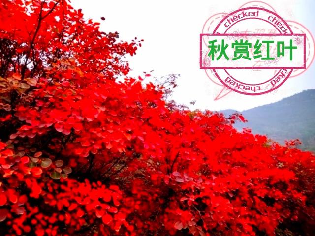 4月2日大鸿寨景区正式开园! 4月2日大鸿寨景区正式开园!