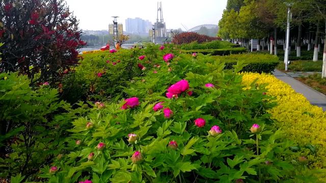 夏禹公园牡丹花悄然绽放,特殊时期不出禹州也能一睹“花王”芳容 夏禹公园牡丹花悄然绽放,特殊时期不出禹州也能一睹“花王”芳容