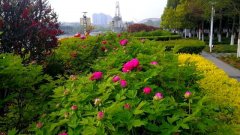 夏禹公园牡丹花悄然绽放，特殊时期不出禹州也能一睹“花王”芳容