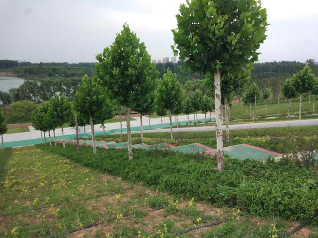 禹州登善湖城市公园!美景旁却“遍地垃圾”!别再这样干了 禹州登善湖城市公园!美景旁却“遍地垃圾”!别再这样干了