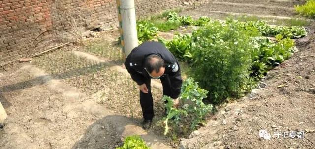 种植此种作物是违法的,近期禹州公安民警在严查! 种植此种作物是违法的,近期禹州公安民警在严查!