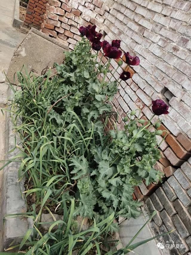 种植此种作物是违法的,近期禹州公安民警在严查! 种植此种作物是违法的,近期禹州公安民警在严查!