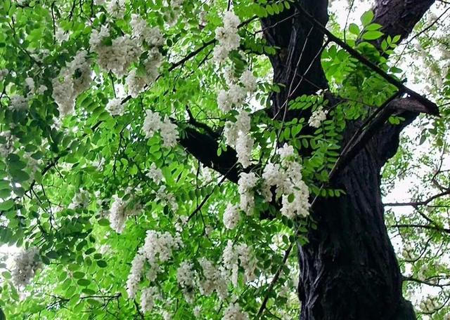 禹州鸠山张家庄村:山好人好花槐花更好,这里的人们需要大家的帮扶! 禹州鸠山张家庄村:山好人好花槐花更好,这里的人们需要大家的帮扶!