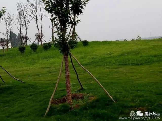 禹州高铁新城登善湖城市山地公园人员聚集?官方回复了! 禹州高铁新城登善湖城市山地公园人员聚集?官方回复了!