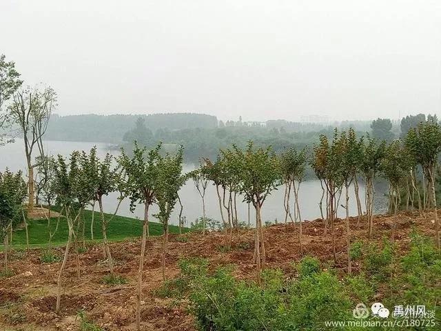 禹州高铁新城登善湖城市山地公园人员聚集?官方回复了! 禹州高铁新城登善湖城市山地公园人员聚集?官方回复了!