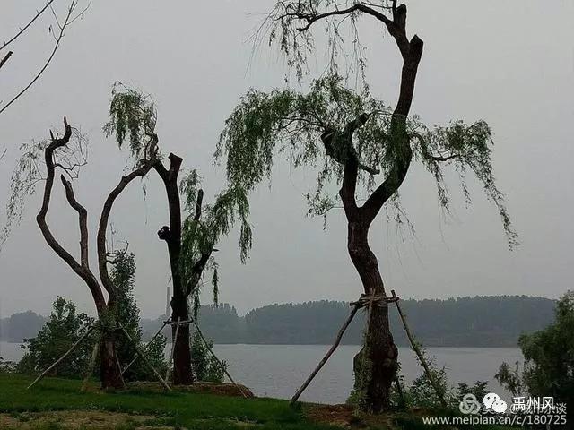 禹州高铁新城登善湖城市山地公园人员聚集?官方回复了! 禹州高铁新城登善湖城市山地公园人员聚集?官方回复了!