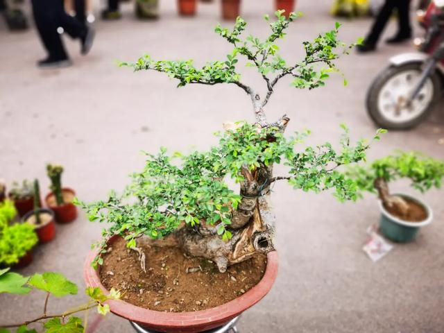 现场实拍!禹州商博城狗市搬迁后,我们发现.... 现场实拍!禹州商博城狗市搬迁后,我们发现....