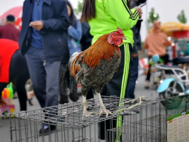 现场实拍!禹州商博城狗市搬迁后,我们发现.... 现场实拍!禹州商博城狗市搬迁后,我们发现....