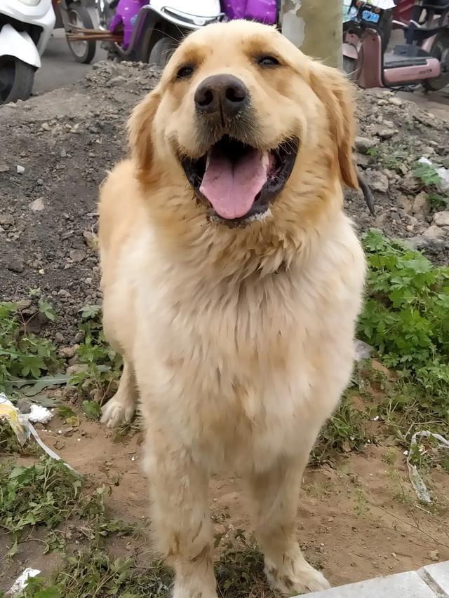 现场实拍!禹州商博城狗市搬迁后,我们发现.... 现场实拍!禹州商博城狗市搬迁后,我们发现....