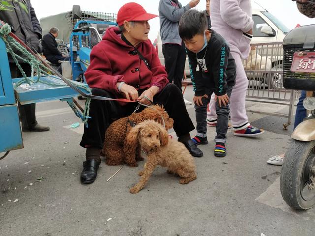 现场实拍!禹州商博城狗市搬迁后,我们发现.... 现场实拍!禹州商博城狗市搬迁后,我们发现....