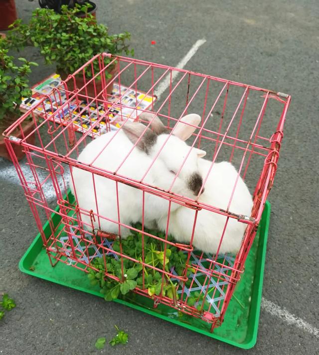 现场实拍!禹州商博城狗市搬迁后,我们发现.... 现场实拍!禹州商博城狗市搬迁后,我们发现....