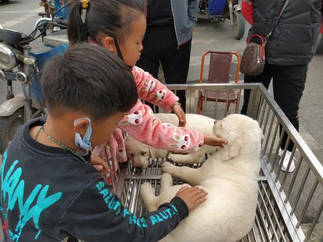 现场实拍!禹州商博城狗市搬迁后,我们发现.... 现场实拍!禹州商博城狗市搬迁后,我们发现....