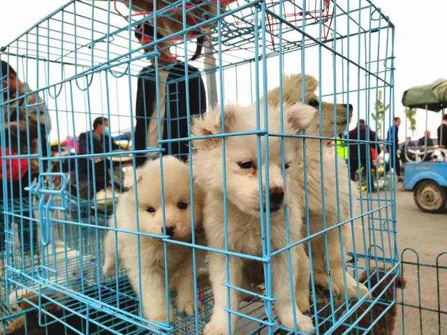 现场实拍!禹州商博城狗市搬迁后,我们发现.... 现场实拍!禹州商博城狗市搬迁后,我们发现....