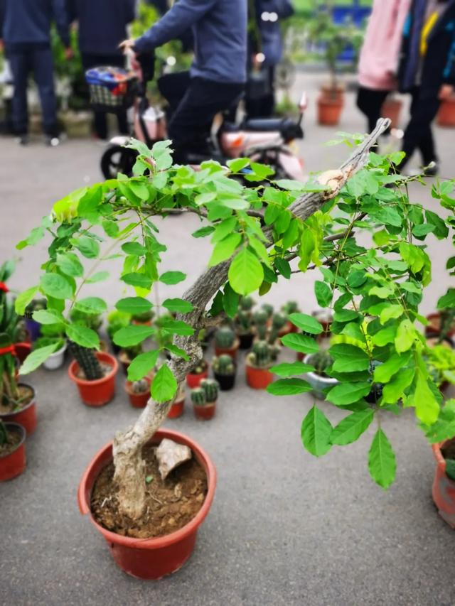 现场实拍!禹州商博城狗市搬迁后,我们发现.... 现场实拍!禹州商博城狗市搬迁后,我们发现....