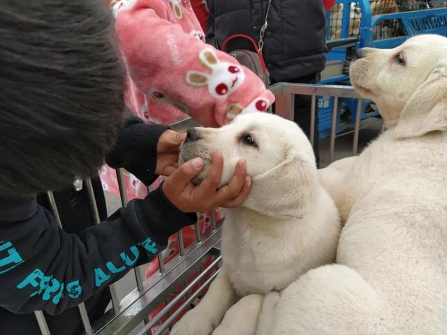 现场实拍!禹州商博城狗市搬迁后,我们发现.... 现场实拍!禹州商博城狗市搬迁后,我们发现....