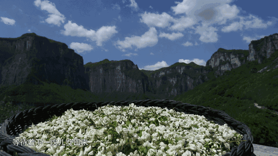 禹州这里的千亩槐花开了!爱吃槐花的人注意!再不看就晚了.... 禹州这里的千亩槐花开了!爱吃槐花的人注意!再不看就晚了....