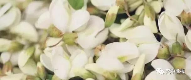 禹州这里的千亩槐花开了!爱吃槐花的人注意!再不看就晚了.... 禹州这里的千亩槐花开了!爱吃槐花的人注意!再不看就晚了....