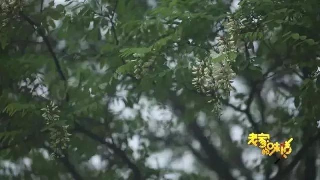 禹州这里的千亩槐花开了!爱吃槐花的人注意!再不看就晚了.... 禹州这里的千亩槐花开了!爱吃槐花的人注意!再不看就晚了....