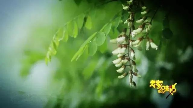 禹州这里的千亩槐花开了!爱吃槐花的人注意!再不看就晚了.... 禹州这里的千亩槐花开了!爱吃槐花的人注意!再不看就晚了....