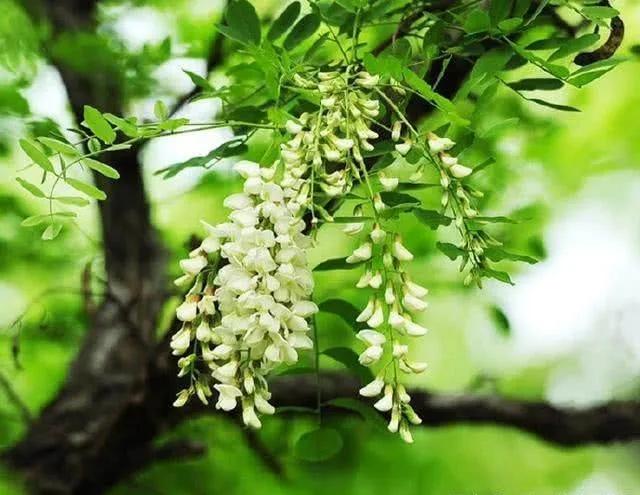 禹州家乡的洋槐花开了 禹州家乡的洋槐花开了
