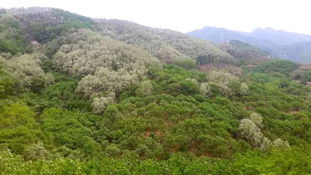 禹州家乡的洋槐花开了 禹州家乡的洋槐花开了