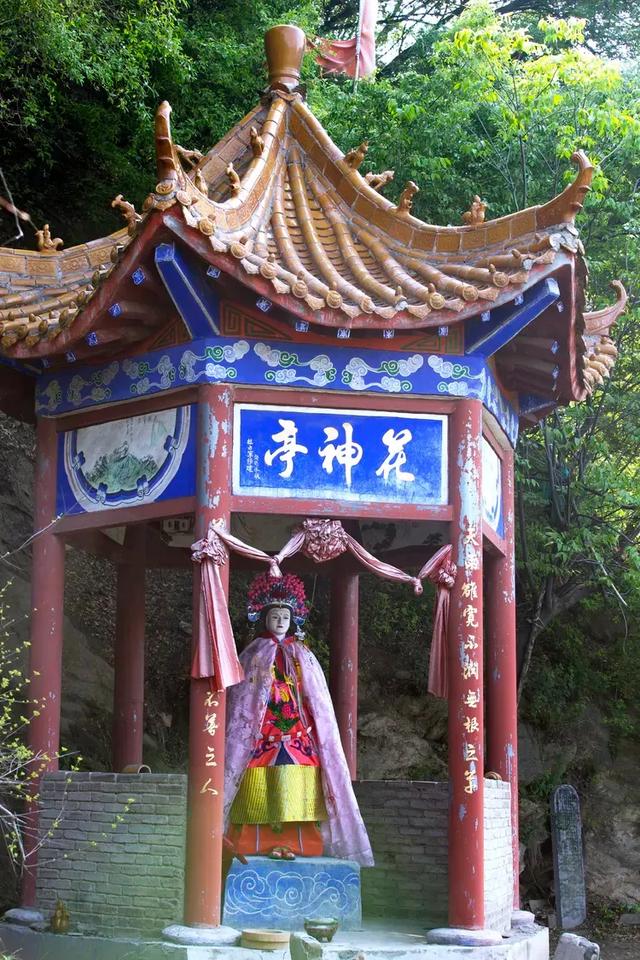 禹州浅井镇张地村藏在深山的千年牡丹! 禹州浅井镇张地村藏在深山的千年牡丹!