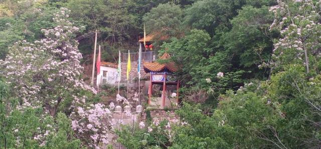 禹州浅井镇张地村藏在深山的千年牡丹! 禹州浅井镇张地村藏在深山的千年牡丹!