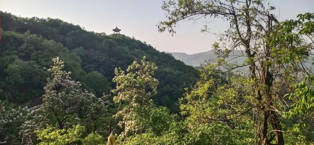 禹州浅井镇张地村藏在深山的千年牡丹! 禹州浅井镇张地村藏在深山的千年牡丹!