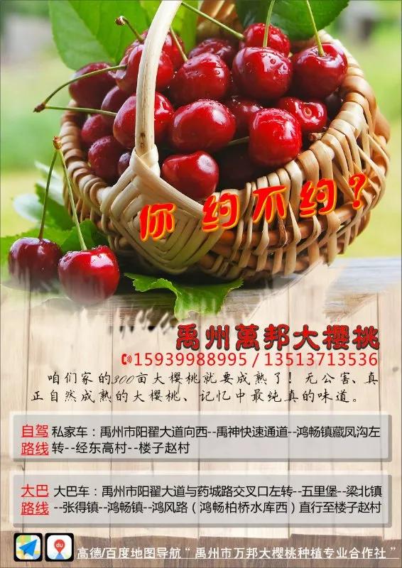禹州300亩大樱桃园即将开园!快来入园任性吃! 禹州300亩大樱桃园即将开园!快来入园任性吃!