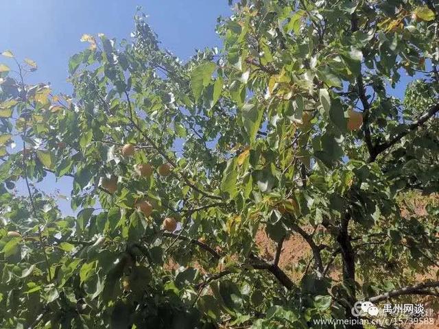 禹州无梁镇的"金果子"让人垂涎欲滴.... 禹州无梁镇的"金果子"让人垂涎欲滴....