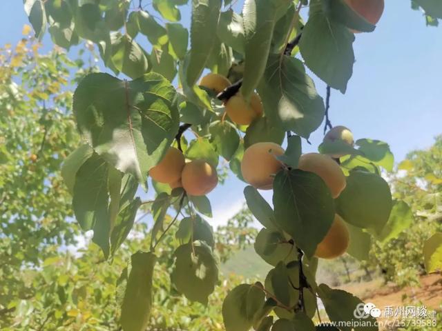 禹州无梁镇的"金果子"让人垂涎欲滴.... 禹州无梁镇的"金果子"让人垂涎欲滴....